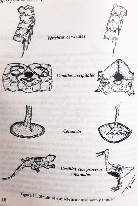 partes